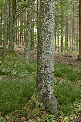 Buy stock photo Environmental nature conservation and reserve of pine trees in a remote, coniferous forest in a serene, peaceful and calm countryside. Landscape of fir, cedar plants growing in quiet woods in Germany