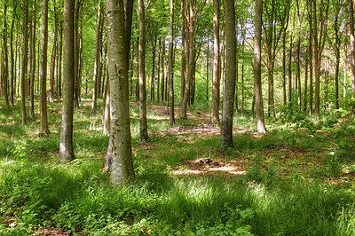 Buy stock photo A beautiful bright and magical forest with lush green trees on a vibrant spring day. Landscape of an uncultivated woods with greenery outdoors in nature. Peaceful and scenic view of natural woodlands