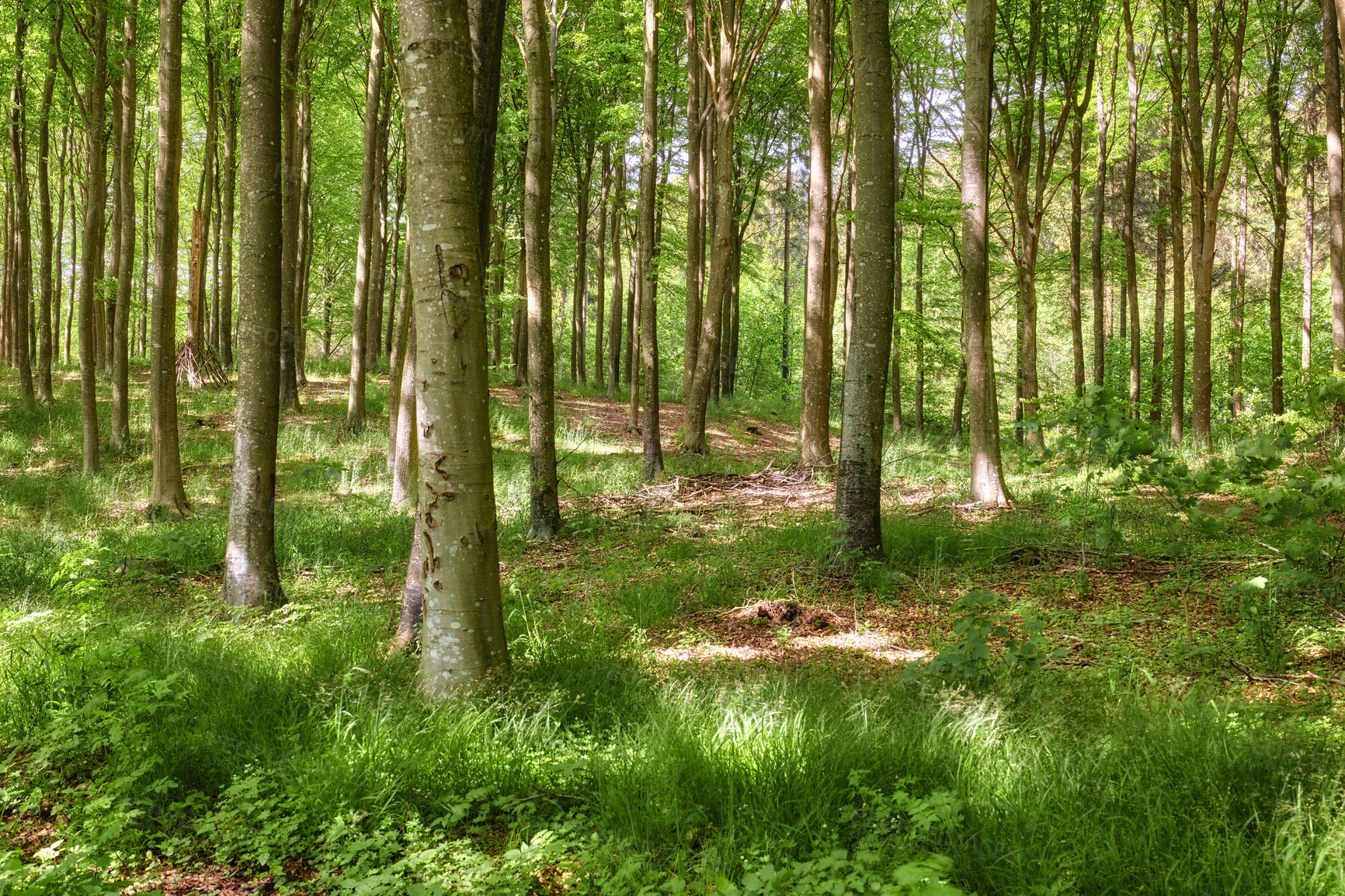 Buy stock photo A beautiful bright and magical forest with lush green trees on a vibrant spring day. Landscape of an uncultivated woods with greenery outdoors in nature. Peaceful and scenic view of natural woodlands