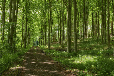 Buy stock photo Hidden mystery path leading through growing beech trees in magical deciduous forest in remote, serene and quiet forest. Landscape view of lush green woods with a pathway to paradise in nature