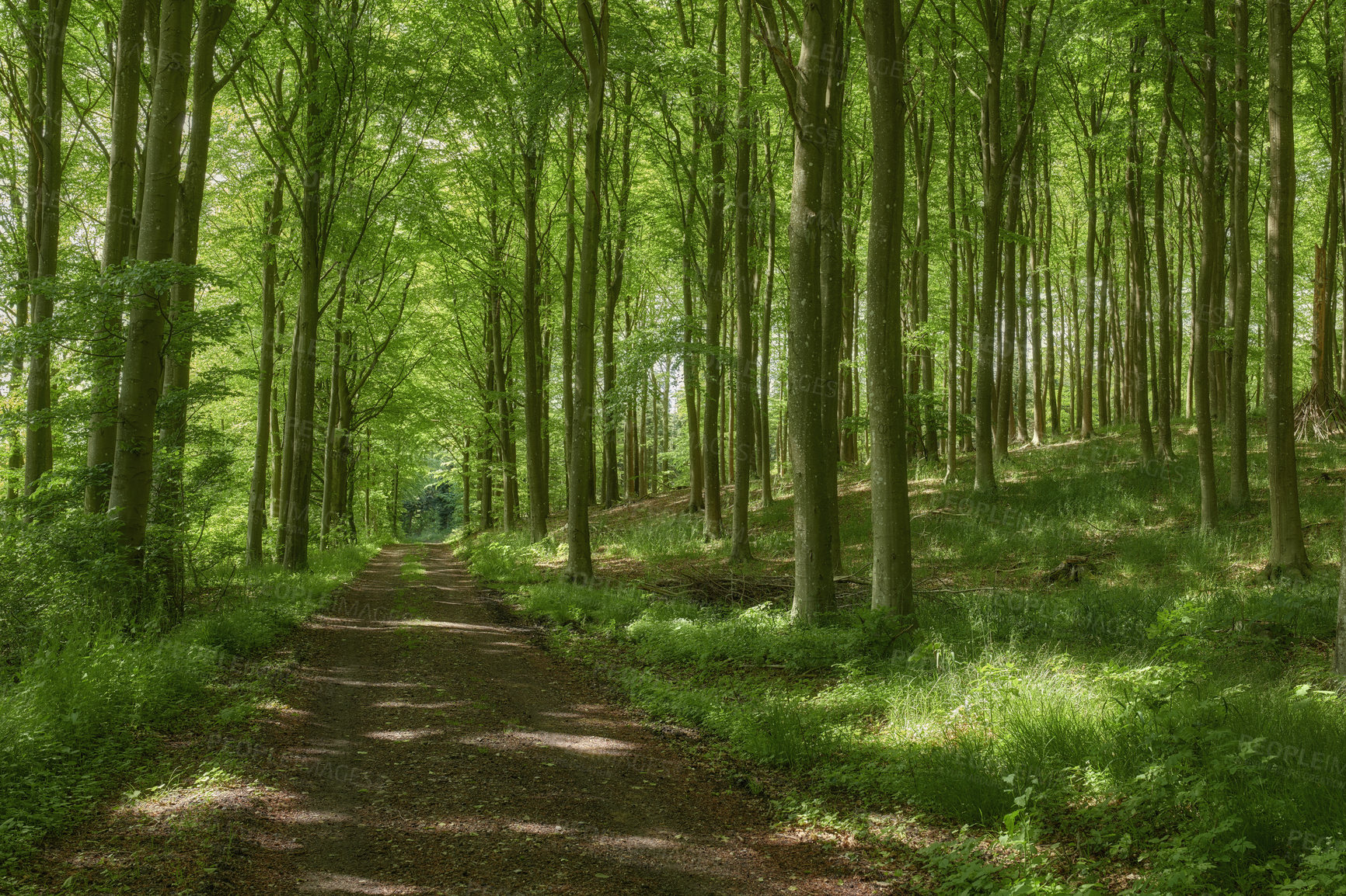 Buy stock photo Hidden mystery path leading through growing beech trees in magical deciduous forest in remote, serene and quiet forest. Landscape view of lush green woods with a pathway to paradise in nature