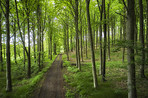 The forest in springtime