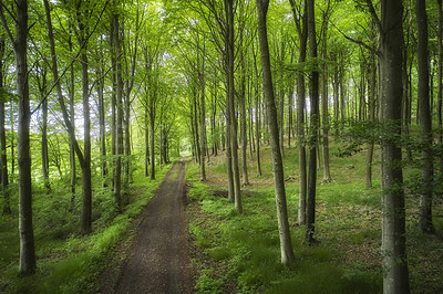 Buy stock photo Hidden mystery path leading through trees in a magical deciduous forest in remote, serene and quiet environment. Scenic landscape of lush green woods with a pathway to a beautiful place in nature