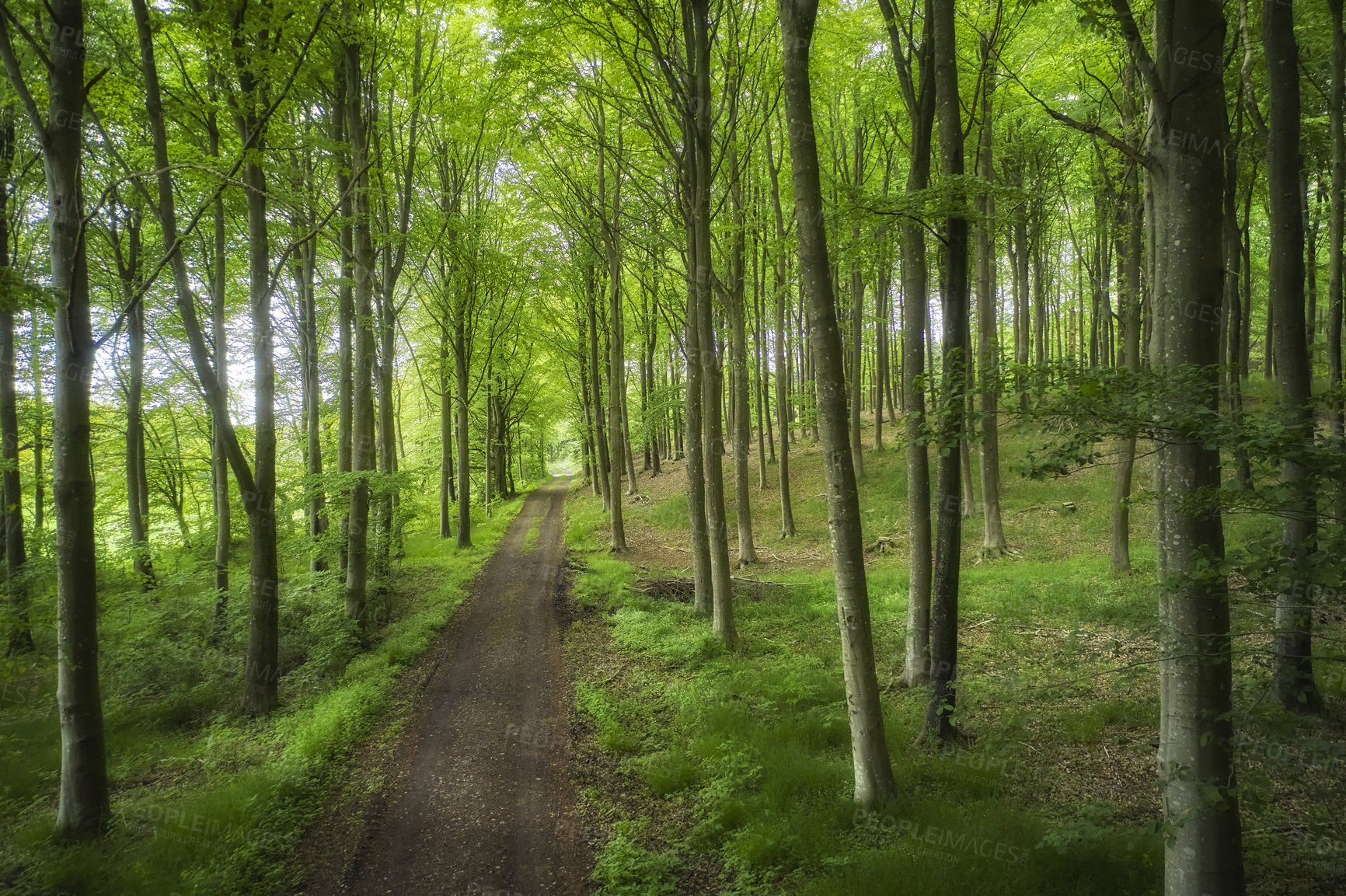 Buy stock photo Hidden mystery path leading through trees in a magical deciduous forest in remote, serene and quiet environment. Scenic landscape of lush green woods with a pathway to a beautiful place in nature