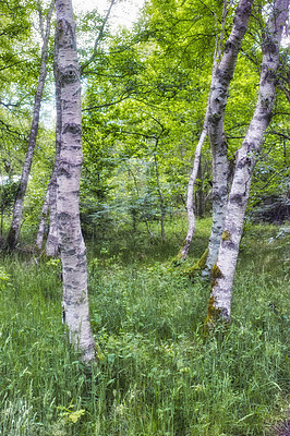 Buy stock photo Wild trees growing in a forest with green plants and shrubs. Scenic landscape of tall wooden trunks with lush leaves in nature during spring. Peaceful and magical views in the park, woods or jungle