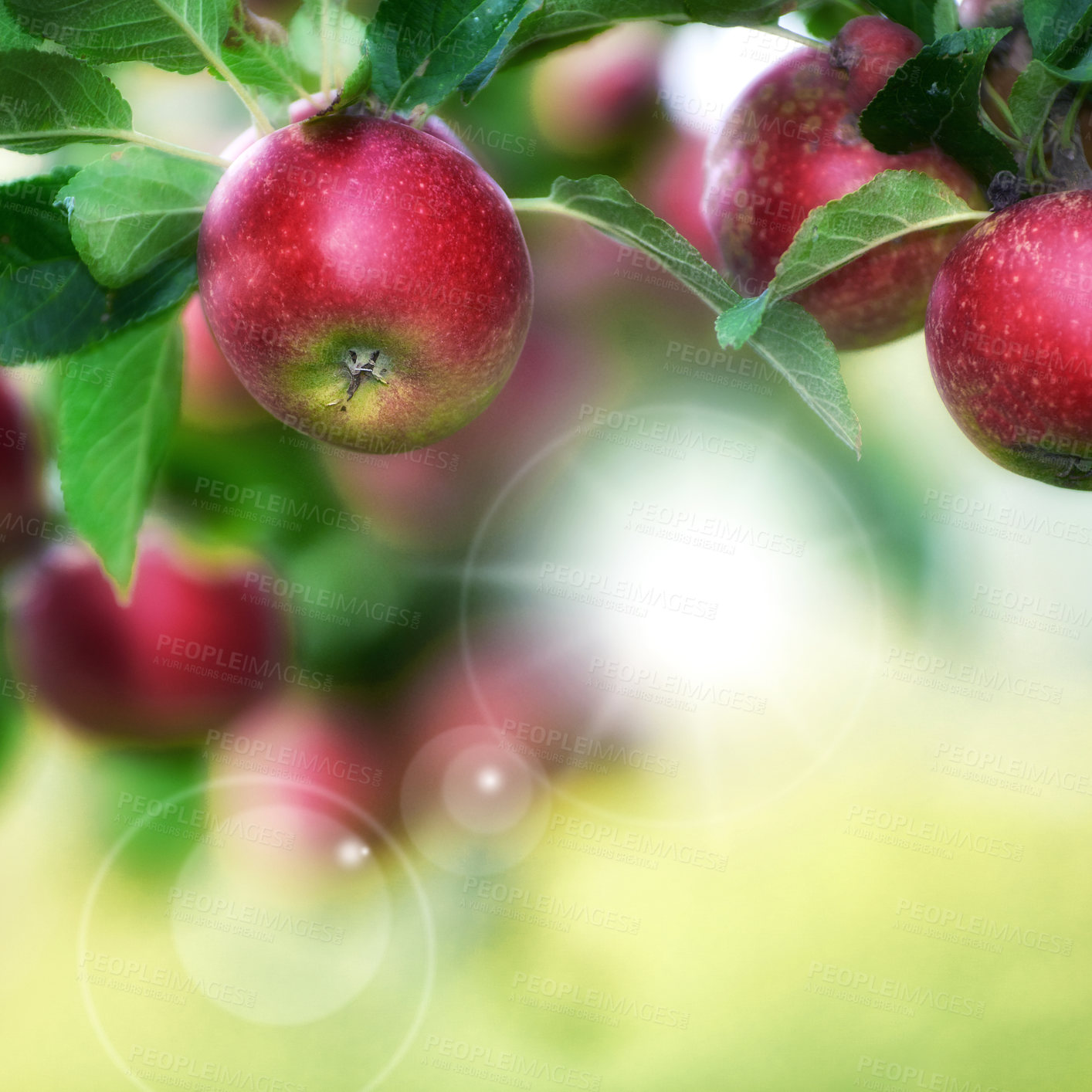 Buy stock photo A photo of taste and beautiful apples