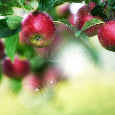 Buy stock photo A photo of taste and beautiful apples