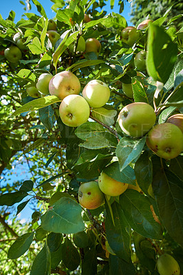 Buy stock photo A photo of taste and beautiful apples