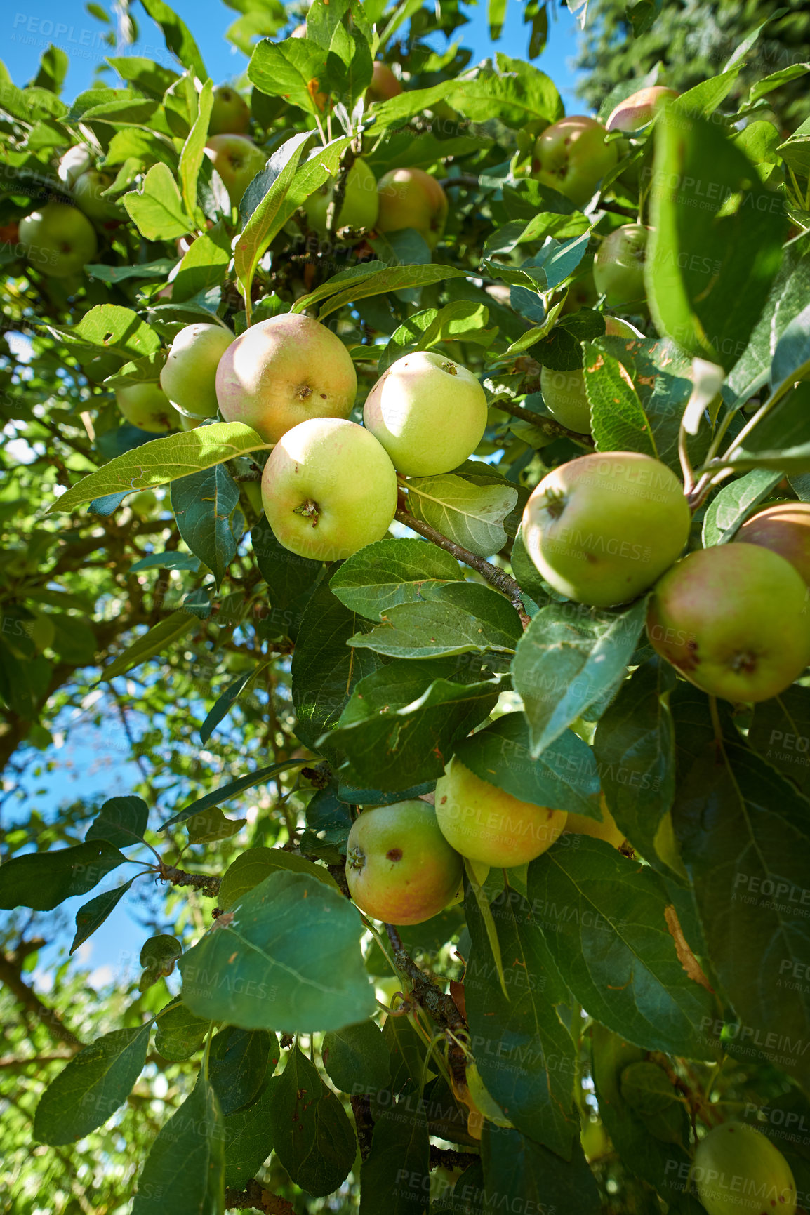 Buy stock photo A photo of taste and beautiful apples