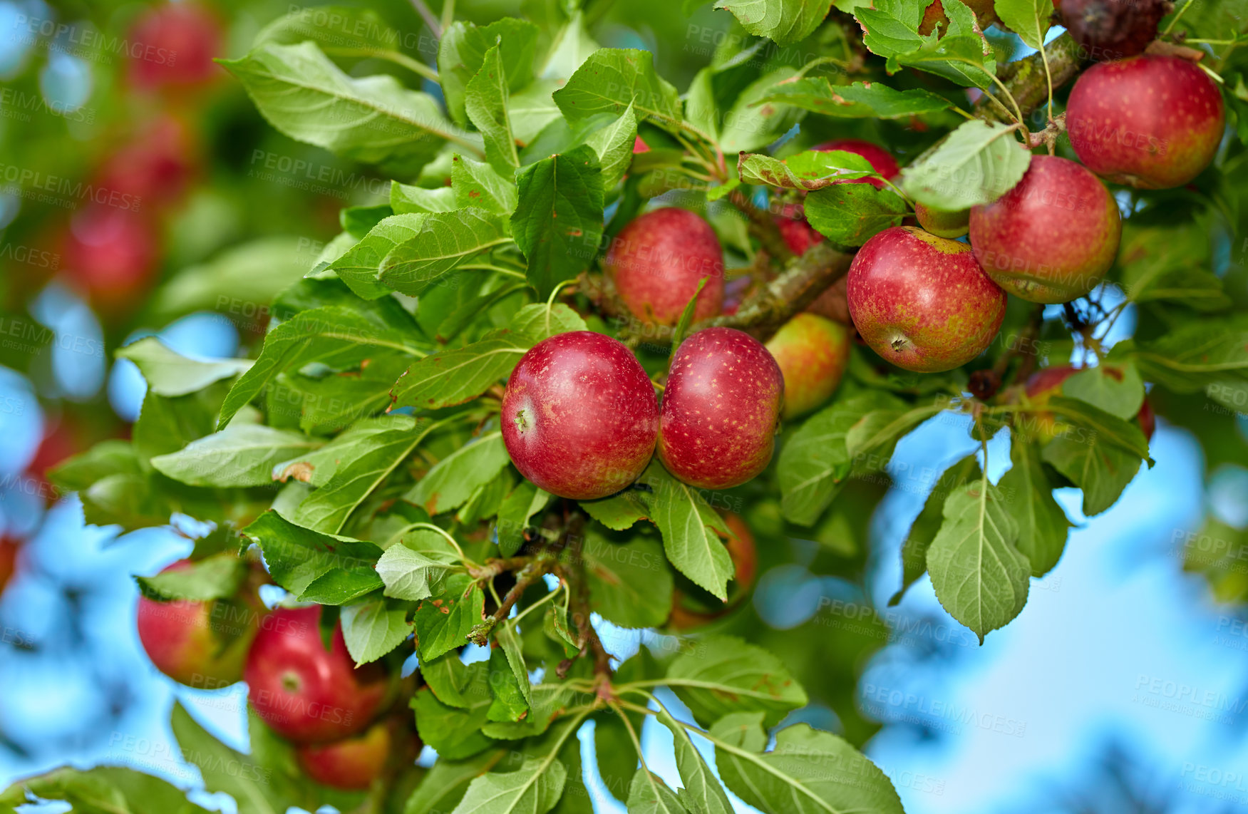 Buy stock photo A photo of taste and beautiful apples