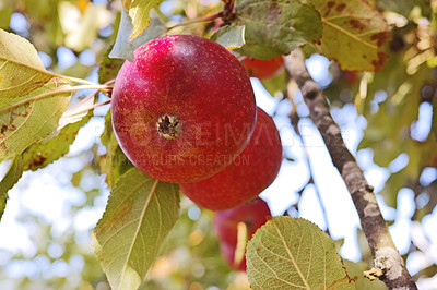 Buy stock photo A photo of taste and beautiful apples