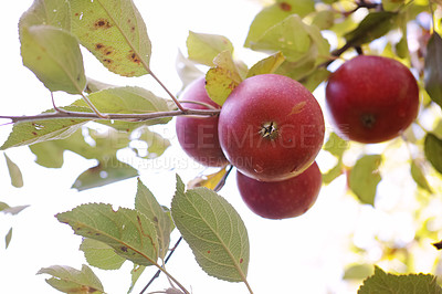 Buy stock photo A photo of taste and beautiful apples