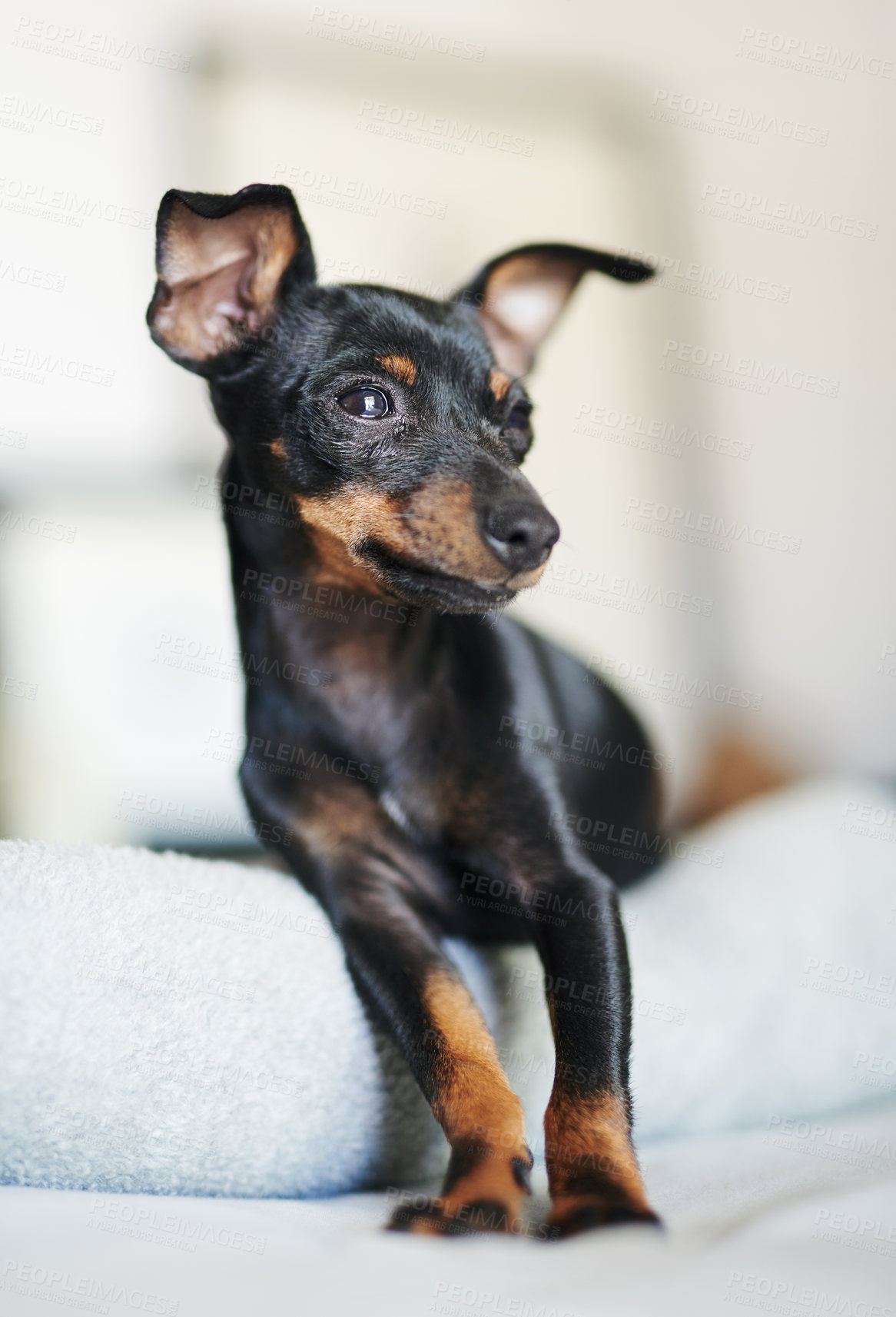 Buy stock photo Bed, dog and pinscher with blanket for relax, comfortable and cozy for wellness with unique pet at home. Bedroom, miniature and animal as companion with loyalty, intelligent and curious personality