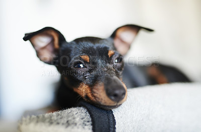 Buy stock photo Home, dog and pinscher in portrait for relax, comfortable and cozy for wellness with unique pet on blanket. Bedroom, miniature and animal as companion with loyalty, intelligent or curious personality