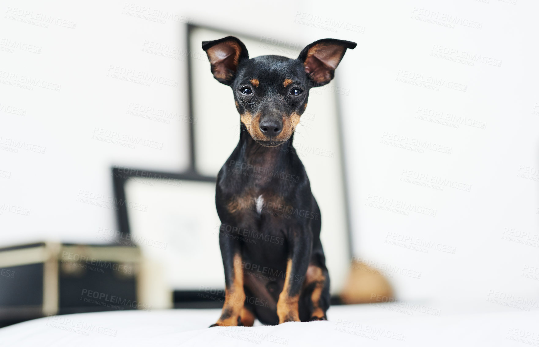 Buy stock photo Home, dog and pinscher in portrait for rest, comfortable and cozy for wellness with unique pet on bed. House, miniature and animal as companion with loyalty, intelligent and personality for curiosity