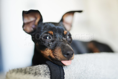 Buy stock photo Shot of an adorable dog relaxing on a bed at home