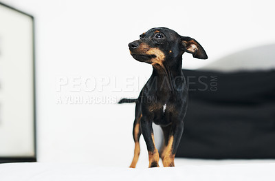 Buy stock photo Animal, dog and pinscher at home for relax, comfortable or cozy for wellness with unique pet in bed. House, miniature and breed as companion with loyalty, intelligent or curious personality on duvet