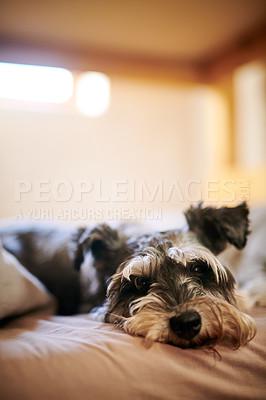 Buy stock photo Shot of an adorable dog relaxing on the bed at home