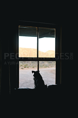 Buy stock photo Rearview shot of an adorable dog looking out of a window at home