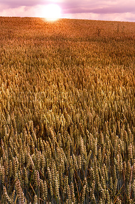 Buy stock photo A photo of a vibrant country field in harvest