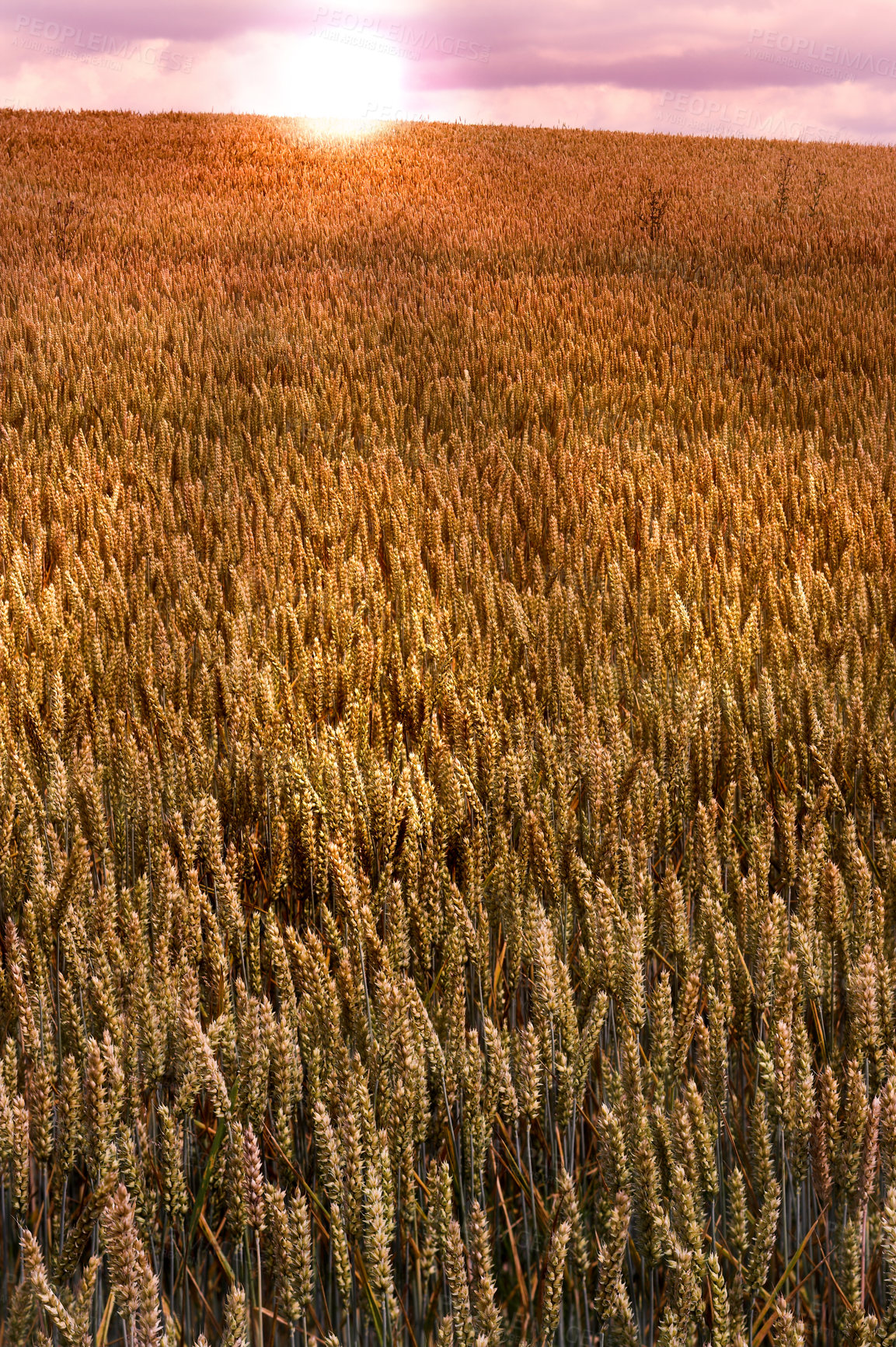 Buy stock photo A photo of a vibrant country field in harvest