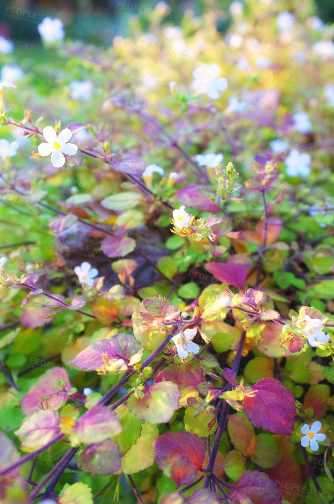 Buy stock photo A photo of a Garden, flowers and sun