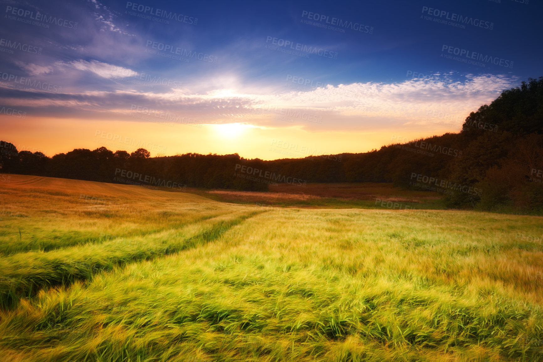 Buy stock photo Farmland ready for harvesting