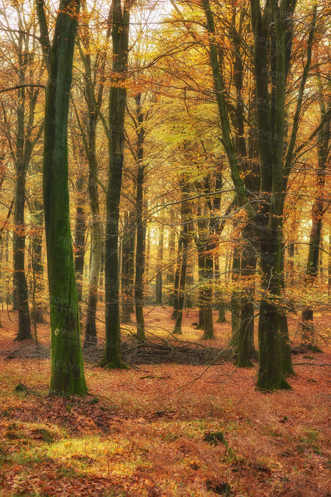 Buy stock photo Tall pine trees in an orange forest in nature during autumn. Secluded woodland filled with moss covered trees, vegetation and plants in fall. Bright deserted woods with lush orange scenery and flora