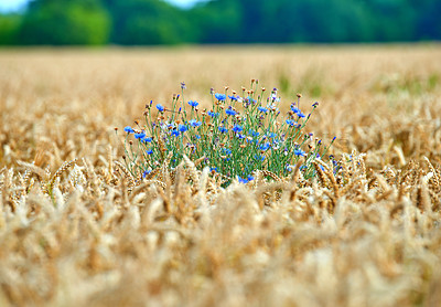 Buy stock photo Farmland ready for harvesting