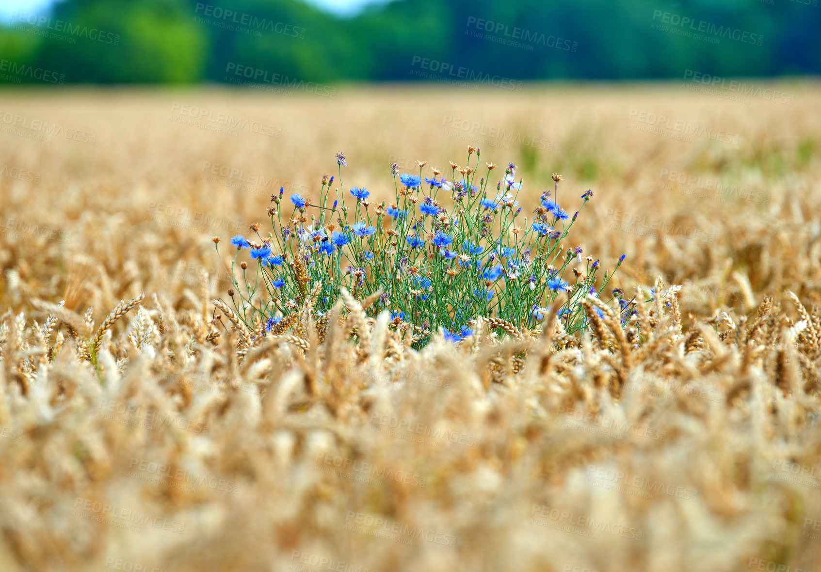 Buy stock photo Farmland ready for harvesting