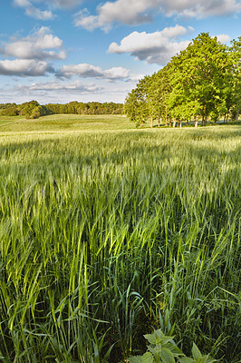 Buy stock photo Green fields and blue sky in spring and early summer