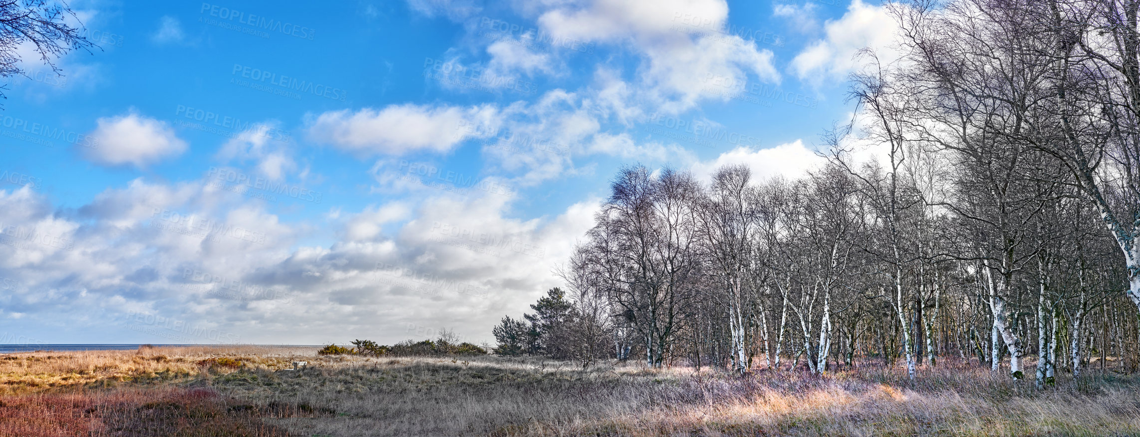 Buy stock photo Landscape of rustic field of grass and frontier in winter. An expansive meadow and silver birch forest on a cloudy autumn day. Colourful timberlands, blue sky and white clouds. 