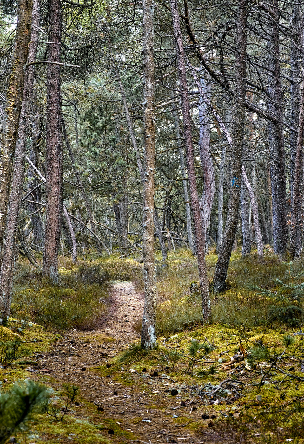 Buy stock photo Uncultivated forest wilderness in Denmark - Odde Natural Park