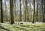 Hardwood forest tree