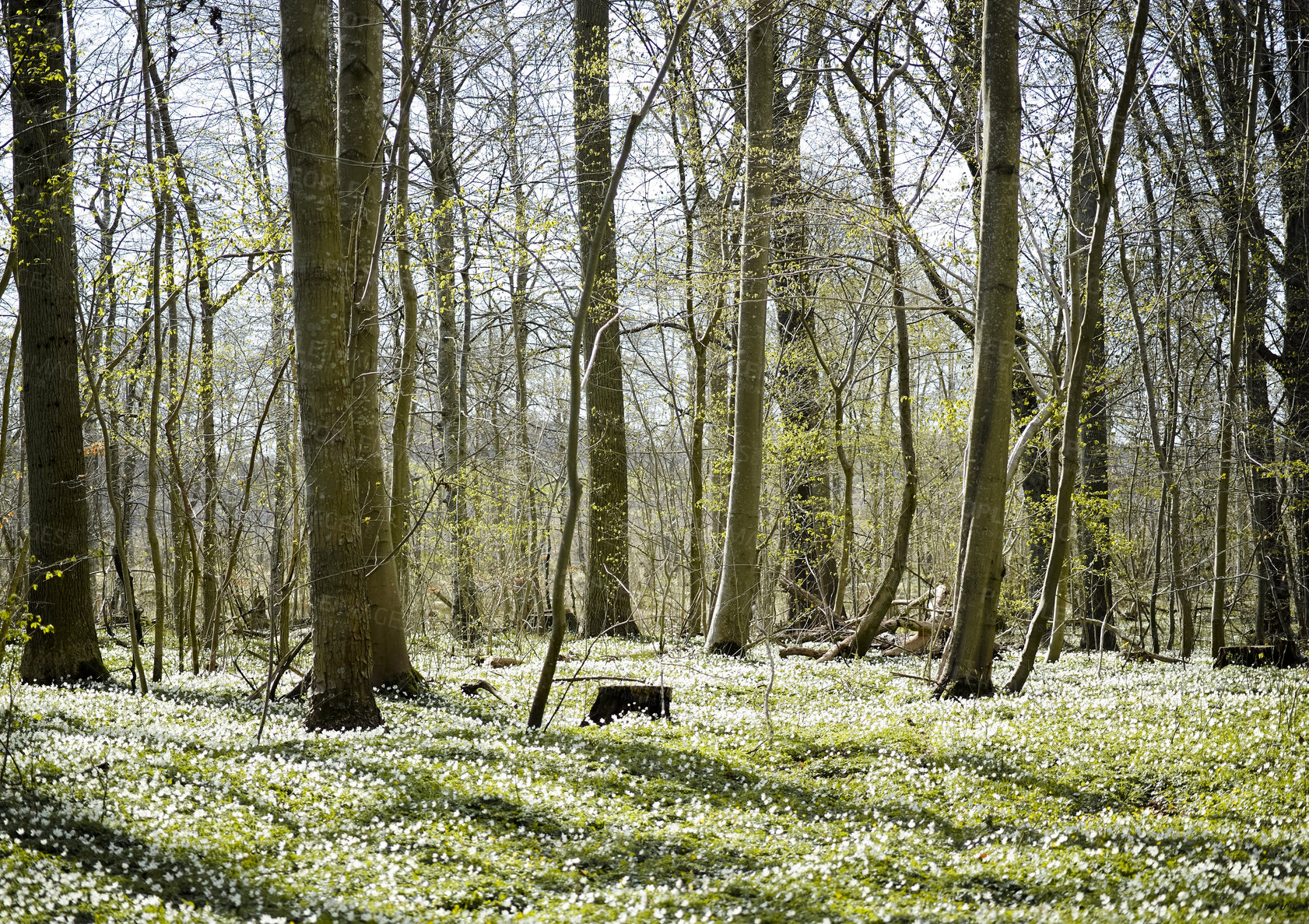 Buy stock photo Uncultivated Hardwood trees in a forest in summer. An empty piece of land in the countryside used for farming and adventure. Landscape view of a woodland or grassland in a rural natural environment