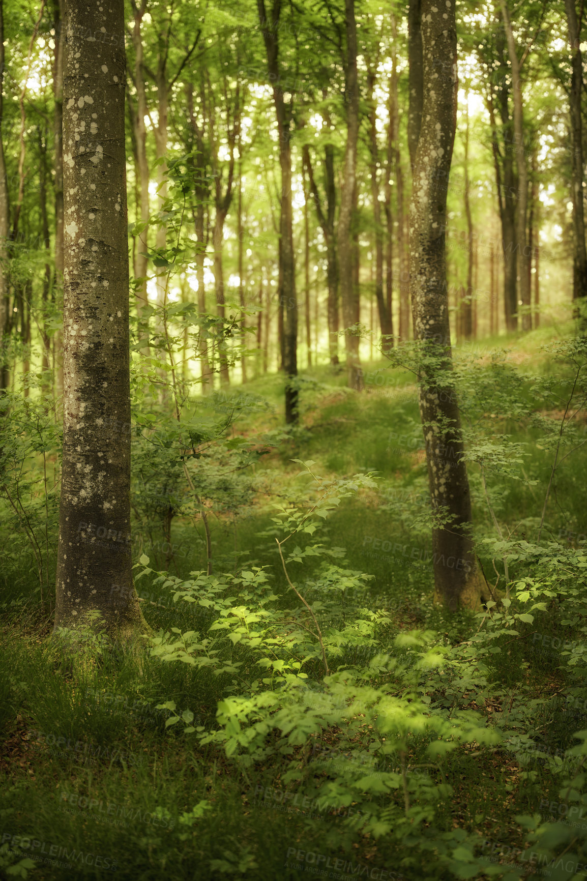 Buy stock photo Peaceful and magical views in the park, woods or jungle. Wild trees growing in a forest with green plants and shrubs. Scenic landscape of tall wooden trunks with lush leaves in nature during spring. 