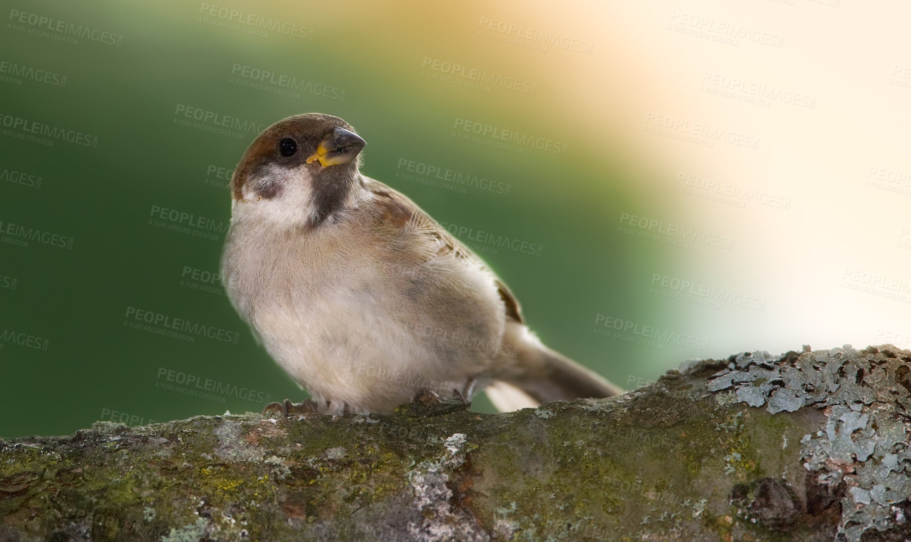 Buy stock photo A telephoto of a beautiful sparrow in my garden