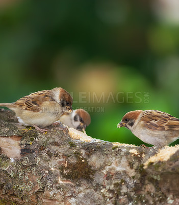 Buy stock photo A telephoto of a beautiful sparrow in my garden