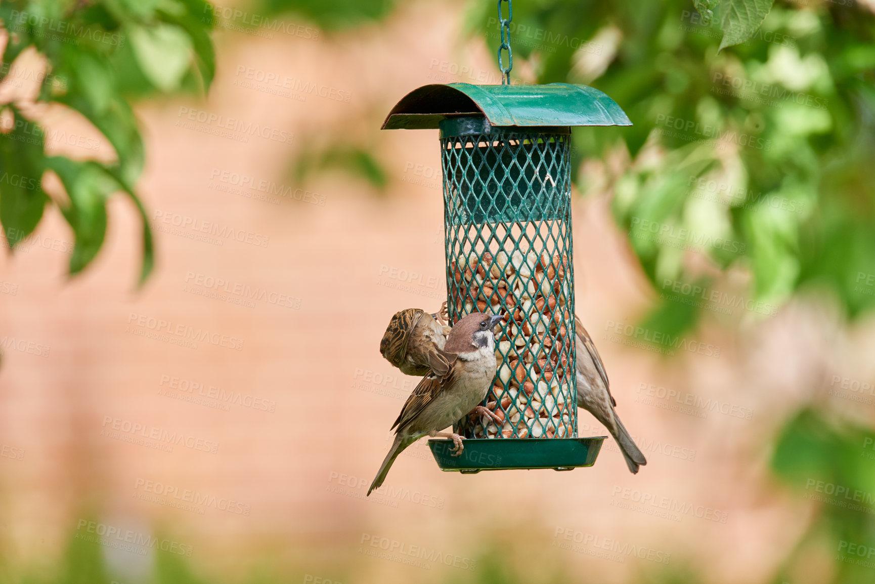 Buy stock photo A telephoto of a beautiful sparrow in my garden