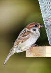Sparrows in my garden