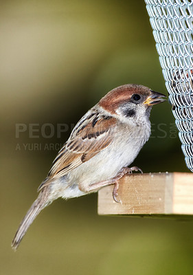 Buy stock photo A telephoto of a beautiful sparrow in my garden