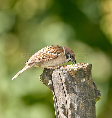 Buy stock photo A telephoto of a beautiful sparrow in my garden