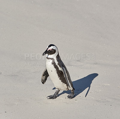 Buy stock photo Black-footed penguin at Boulders Beach,  South Africa