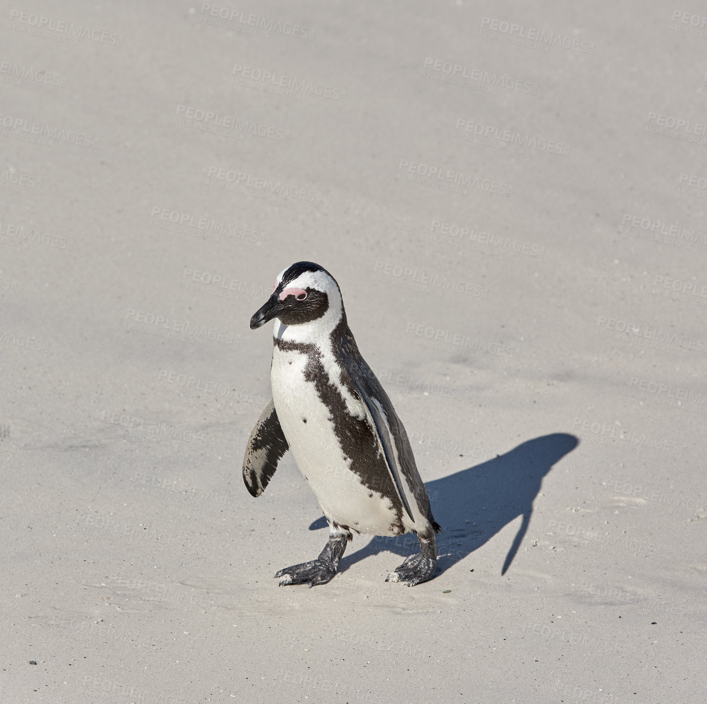 Buy stock photo Black-footed penguin at Boulders Beach,  South Africa