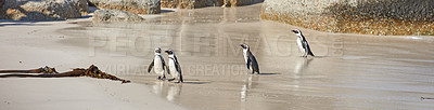 Buy stock photo The landscape of the beach with penguins walking on the sand on a hot summer day. A small colony of arctic animals or birds outdoors on the ocean shore on a sunny afternoon at Boulders Beach