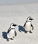  Penguins