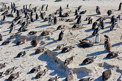Buy stock photo Black footed African penguin colony on Boulders Beach breeding coast and conservation reserve in South Africa. Group of protected endangered waterbirds and aquatic sea and ocean wildlife for tourism 