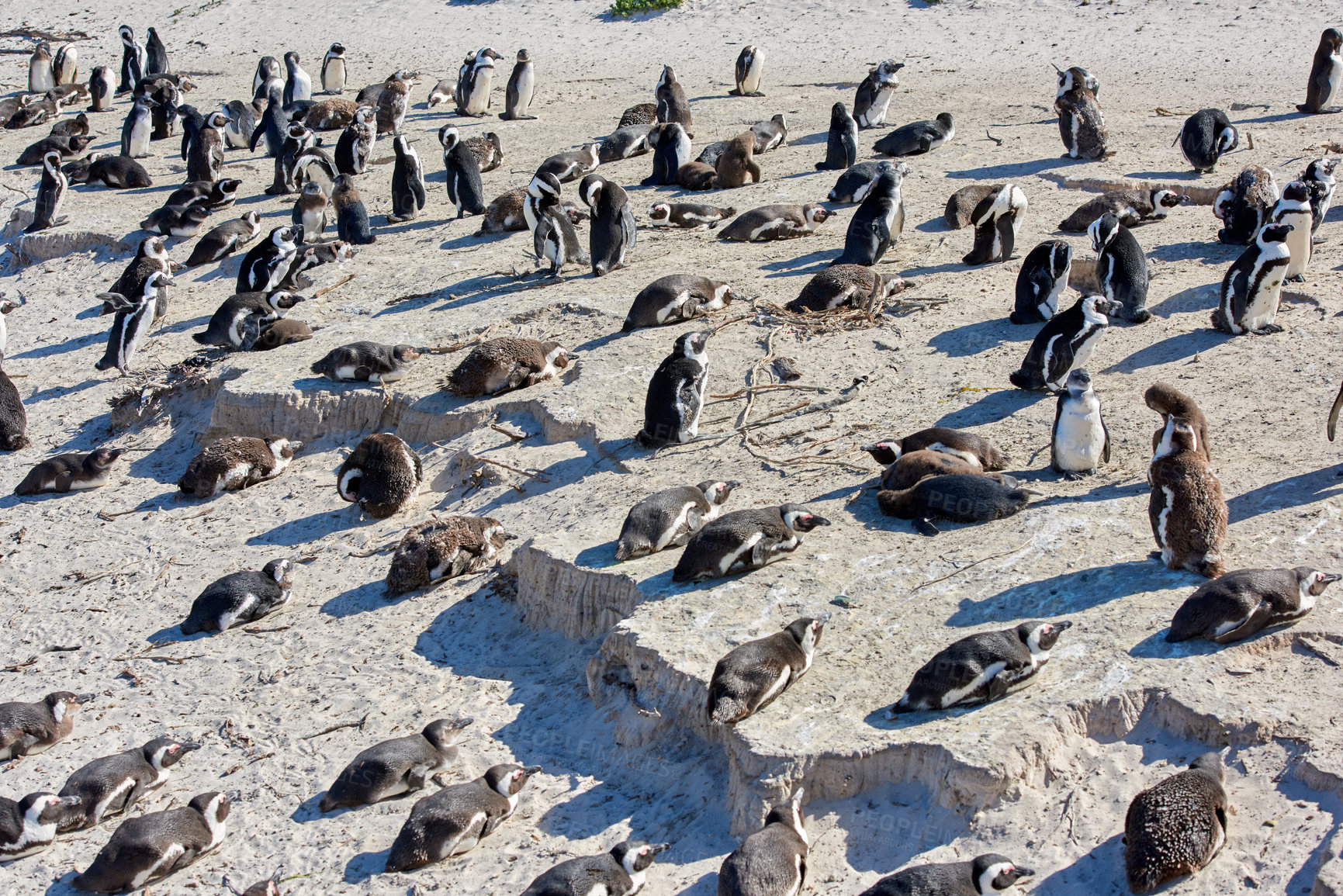 Buy stock photo Black footed African penguin colony on Boulders Beach breeding coast and conservation reserve in South Africa. Group of protected endangered waterbirds and aquatic sea and ocean wildlife for tourism 