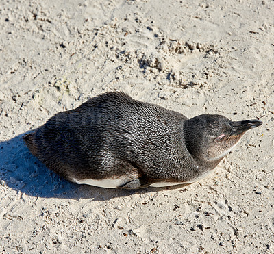 Buy stock photo Aerial view of a penguin at Boulders Beach in South Africa. Bird enjoying and sitting on the sand on an empty seaside beach. Animal in a remote and secluded popular tourist attraction in Cape Town