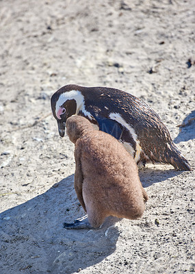 Buy stock photo Black-footed penguin at Boulders Beach,  South Africa